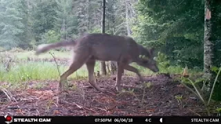 Algonquin Park Trail Cam Footage 2018