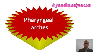 Pharyngeal arches | Pouches | Clefts | Treacher-collins syndrome | Pierre Robin | Branchial sinus