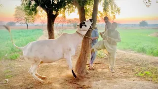 Fatehjangi bull cross dhani Cow #domailbulls #fatehjangibulls #viralvideo