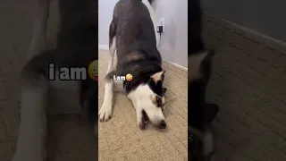 Is This Husky Dramatic?