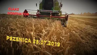 Żniwa 2019/ CLAAS DOMINATOR 98 s