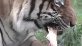 TIGER  Eating