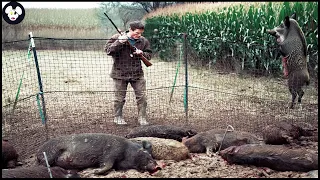 How Texas Hunters And Farmers Deal With Millions Of Wild Boars By Guns And Trap