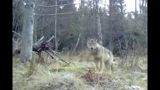 Vlk dravý (Canis lupus) Vysoké Tatry