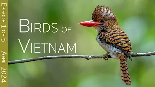 Southern Vietnam Birding Adventure: Day One -  An Enchanted Bird Hide