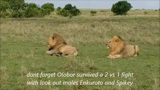 Olobor & Oloshipa Strongest Lions of Maasai Mara .