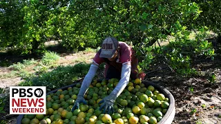 What’s behind a severe decline in Florida’s citrus harvest