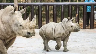 Live: White rhinos at NW China's Xi'an Qinling Wildlife Park