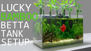 Building a Lucky Bamboo Betta Aquarium!