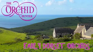 Early Dorset Orchids (17th April 2024) - OH146