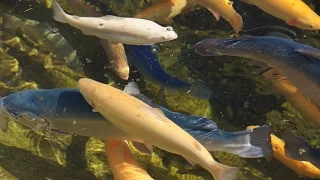 форелевое хозяйство «Адлер» Сочи пруд для разведения рыбы - экскурсия