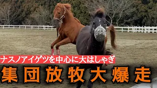 【集団放牧】ナスノアイゲツ『溢れ出る若いパワー、これぞ元競走馬の走り？』