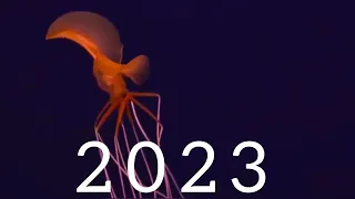 Evolution of Magnapinna Squid