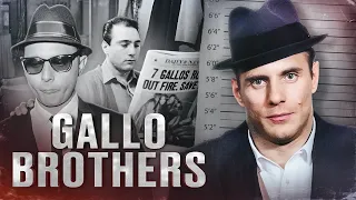 THE GALLO BROTHERS - 300 SPARTANS OF THE AMERICAN MAFIA