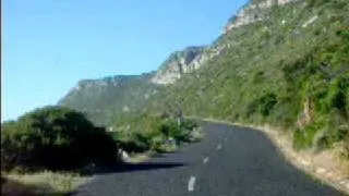 Baboons on Slangkop Drive