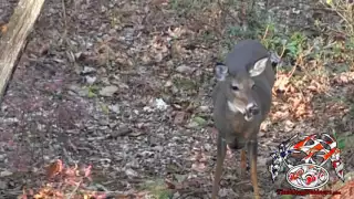 Filling the Freezer - Bow Hunt