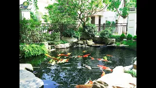 Water standards in koi pond meet standard