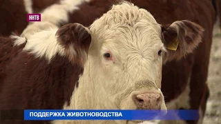 Девять новых животноводческих комплексов откроется в Нижегородской области до конца 2018 года