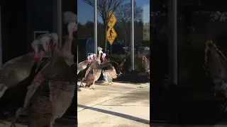 #Turkeys #shorts #funny 🦃