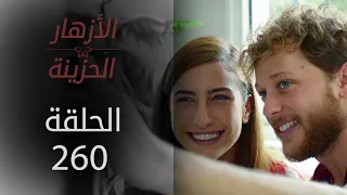 مسلسل الأزهار الحزينة | الحلقة 260 - الموسم الثاني