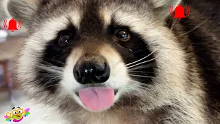 Marcel the raccoon who loves to eat delicious food. Енот Марсель, который любит вкусно поесть.