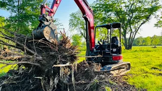 Yanmar VIO 55 vs. big stumps,  excavator wins