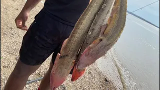 Shovel Nose sturgeon catch, clean, and cook