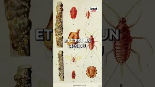 C'est quoi cette rumeur d'insectes dans les Schokobons ?