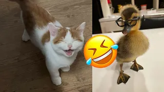 Funny Cat and Duck🐱🐶- Cutest Cats and Duck Video - Funny Animals 2024-New Funny Videos 2024😍