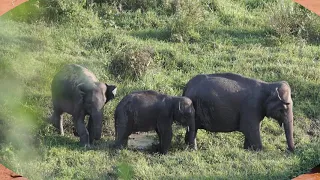 20 интересных фактов о слонах, которых вы не знали