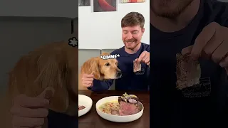 Feeding a dog 1 $ and 10,000 $ steak