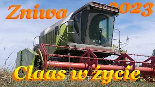 🌾Claas buszuje w życie🌾 Żniwa 2023 🚜Claas Dominator 108  Deutz-Fahr Agrotron M