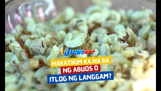 Nakatikim ka na ba ng abuos o itlog ng langgam? | I Juander