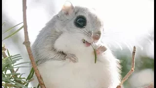 Japanese Dwarf Flying Squirrel Compilation