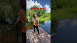 Bully pushes ANOTHER person into gator #gator #viral #trending