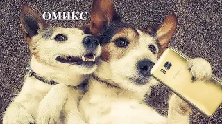 BEST ANIMAL JOKES ЛУЧШИЕ ПРИКОЛЫ С ЖИВОТНЫМИ ч3 #ОМИКС