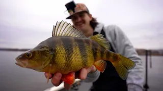 This Dam is LOADED with GIANT PERCH! Mississippi River Spring Perch Fishing