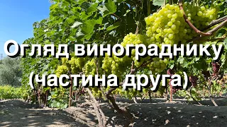 Огляд винограднику(частина друга)