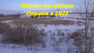 Охота на зайцев - Первая в 2023