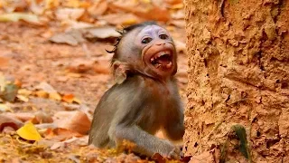Breaking Heart- Pity baby monkey Alba terrified by bad mum Anna || Alba lost control cries seizure.