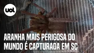 Aranha com veneno mais letal do mundo é capturada em casa em Santa Catarina