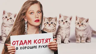 ОТДАМ КОТЯТ В ХОРОШИЕ РУКИ - Фильм / Комедия HD