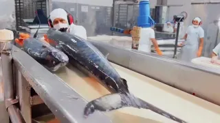 Whole Kingfish Processing