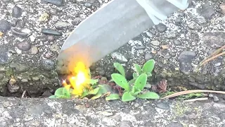 Weed zapping