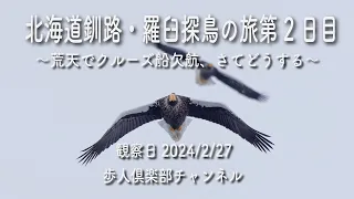 北海道探鳥の旅第2日目羅臼2024年2月27日　オオワシ・オジロワシ。シノリガモなど