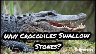 Do you know why crocodiles swallow stones?