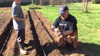 Prepping and Planting Potatoes