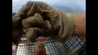 Lobster Fishing of the Coast of Maine