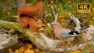 🍁🐿️ Ultimate Autumn Relaxation: 12 Hours with Red Squirrels & Birds (4K)