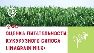 Оценка питательности кукурузного силоса / Производство молока на единицу площади